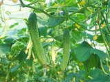 画像：季節毎に変わるキムチの種類