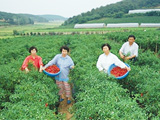 画像：地域によって変わるキムチ